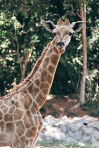 Close-up portrait of giraffe