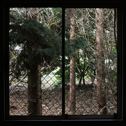 Full frame shot of tree in greenhouse