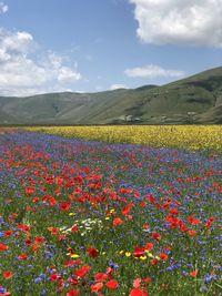 Scenic view of flowering plants on field against sky