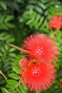 Close-up of red flower blooming outdoors