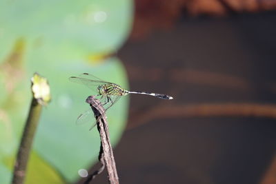 Close-up of dragonfly