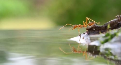 Close-up of ant on rock in lake