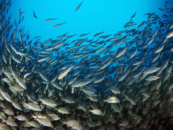 Fish swimming in sea