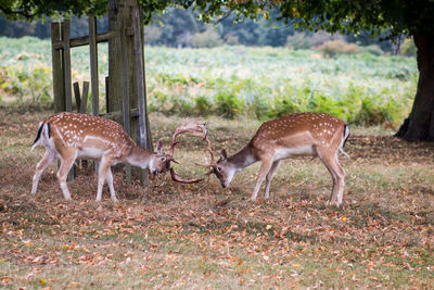 Deer fighting on field