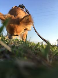 Low angle view of dog on field against clear sky