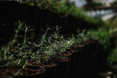 Close-up of plant against blurred background