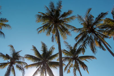 Beautiful coconut tree farm on the island of srau, pacitan, east java