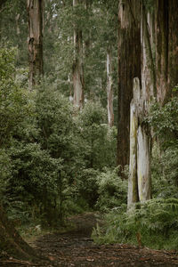 Trees in forest