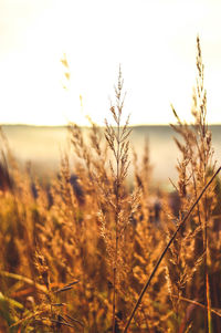 Close-up of stalks in field against sky