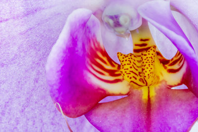 Close-up of fresh day lily blooming outdoors