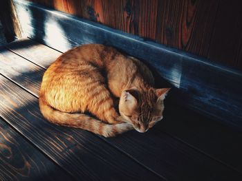 High angle view of cat sleeping on floor