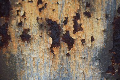 Close-up of tree trunk