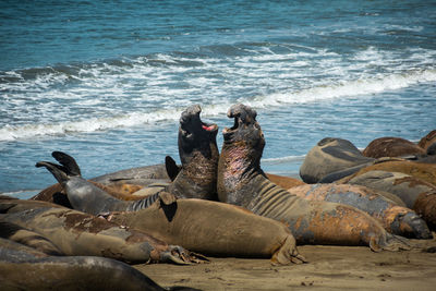 Sealions fighting