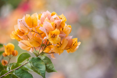 Close-up of yellow flowering plant