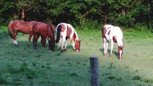 Horse grazing on grassy field