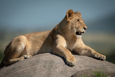 Big cat on rock