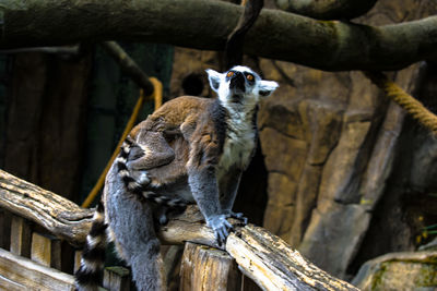 Lemur skansen