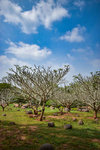 Bare trees on field against sky