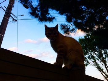 Low angle view of cat against sky