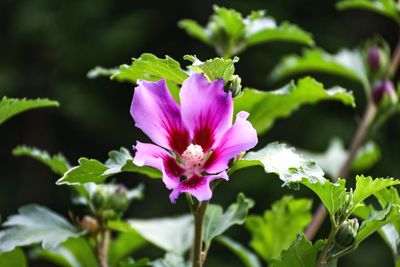 Close-up of pink flowering plant