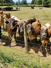 Cows in a field