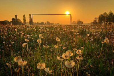 Plants growing on field against sky during sunset