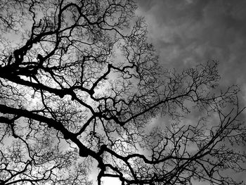 Low angle view of tree against sky