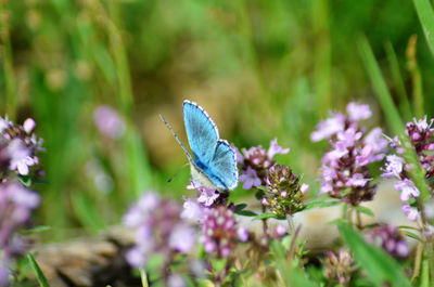 Close-up of butterfly pollinating on purple flower