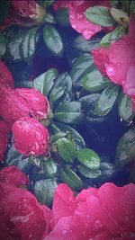 Close-up of pink flowers