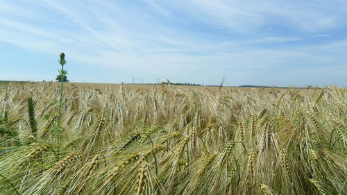 Scenic view of wheat field against sky