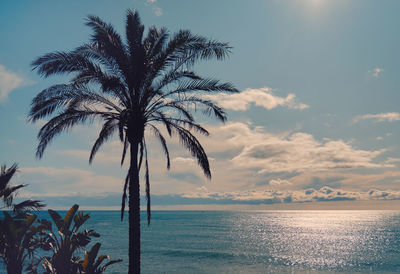 Palm trees on beach against sky