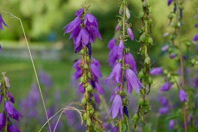 Close-up of purple flowering plants on field