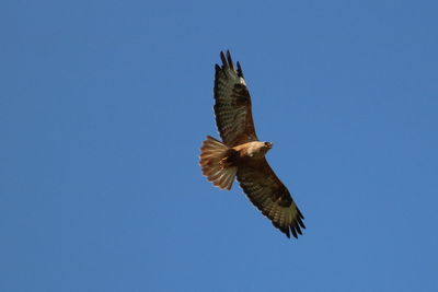 Low angle view of hawk flying against clear blue sky