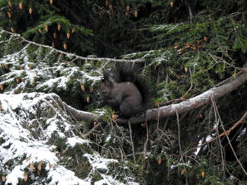 Squirrel on tree in forest during winter