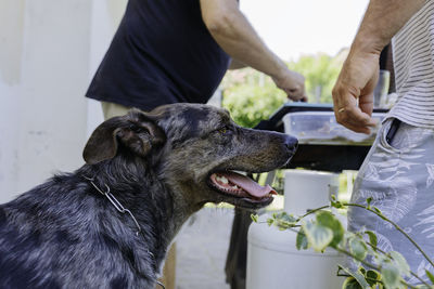 Dog waiting for food while owners are preparing the food on a grill