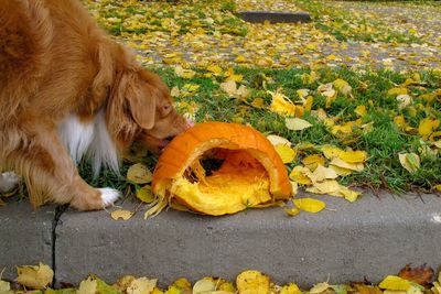 View of dog eating a pumpkin