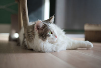 Portrait of cat lying on floor at home