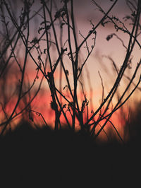 Silhouette bare tree against orange sky