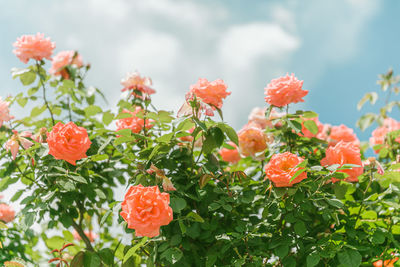 Close-up of pink flowering plants