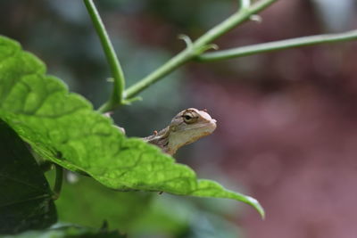 Close-up of lizard on leaf