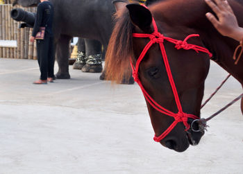 Midsection of a horse