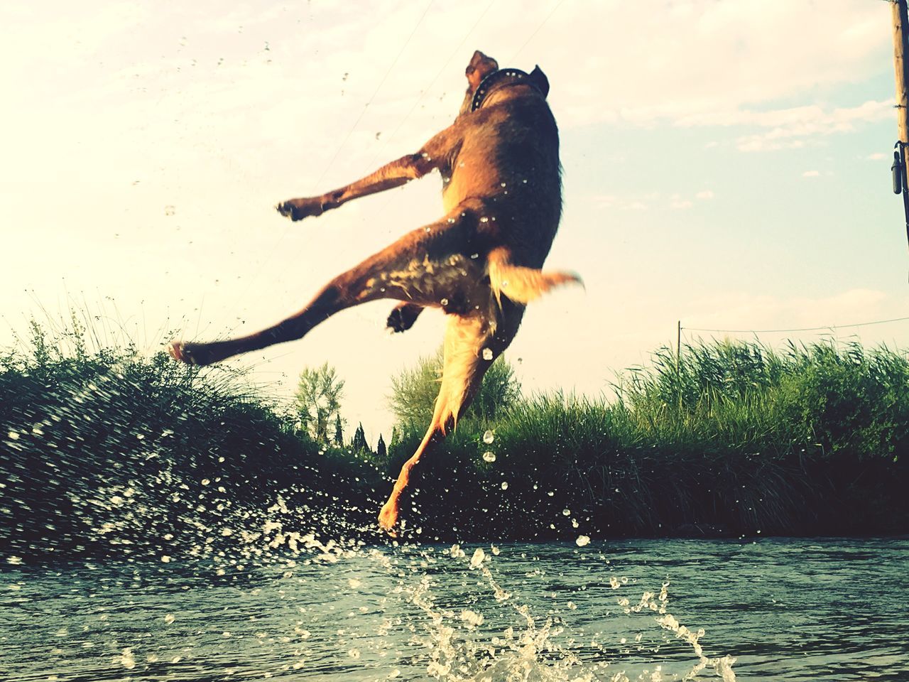 water, animal themes, one animal, animals in the wild, splashing, full length, wildlife, motion, wet, waterfront, bird, jumping, nature, swimming, side view, outdoors, sea, reflection, day, sunlight