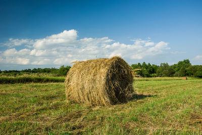 Round hay bale in the field, forest and white clouds on blue sky - view on a sunny day