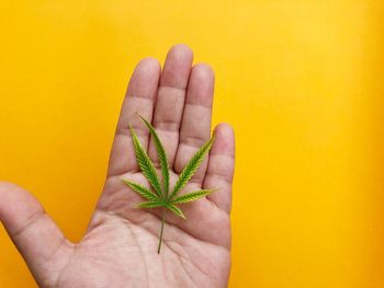 Close-up of hand holding yellow leaf