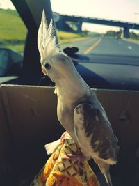 Close-up of bird perching on car