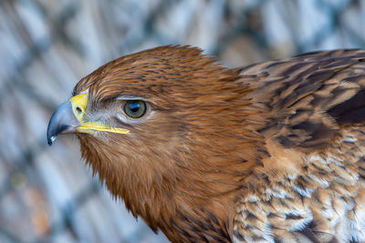 Close-up of a bird