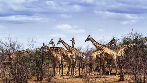 Giraffes grazing on field against sky