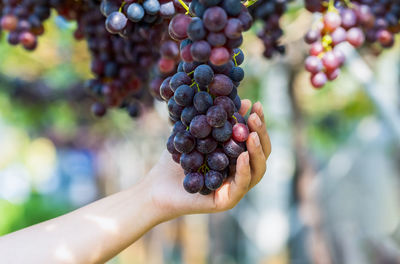 Close-up of hand holding grapes