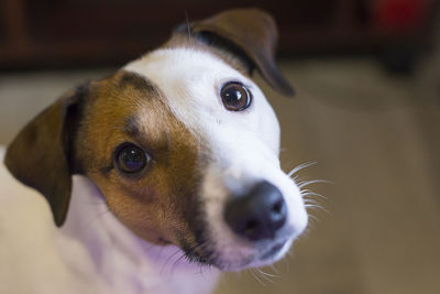 Close-up portrait of dog