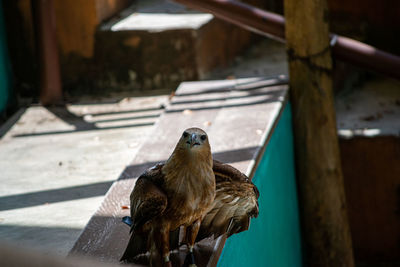 View of bird perching